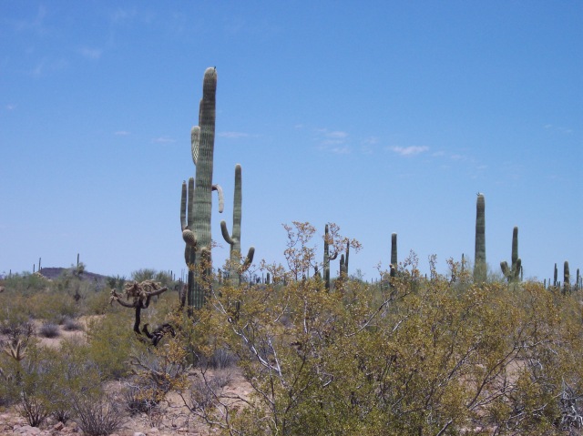 Sagaro_Cactii_at_Organ_Pipe_Cactus_National_Monument